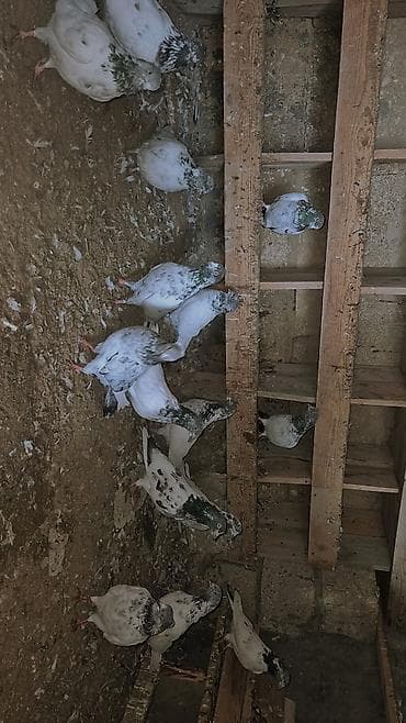 ev goyərcinləri: Məhsul: Ev göyərçinləri qrupu (ağ və ağ‑qara ləkəli rənglər) Təsvir — 4