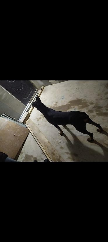 itlerin satişi: Doberman — 1