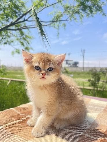 британская шиншилла баку: Британская, Самка — 1