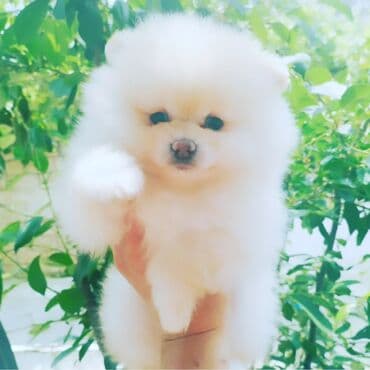 собака шпиц: купить: Шпиц, 3 месяца, Самка, С прививками, Самовывоз — 1