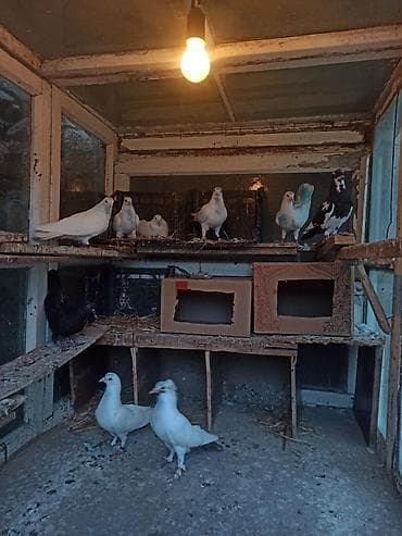 Göyərçinlər: Kom tergidilir 9qusdu öz heyvanarmdi tecılı tergidirem — 2
