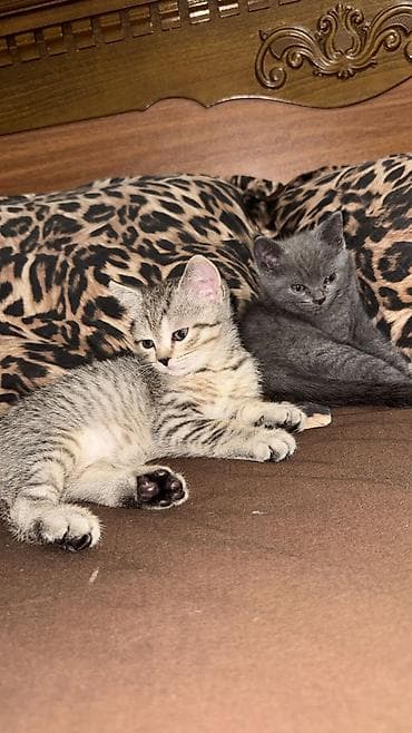 ucuz pişiy: Novruz temalı peşəkar pişik balası fotosessiyası whats ap ile elaqe — 9