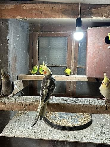 satdig quslar: Məhsul: Nimfa tutuquşuları (cockatiel) 5 dənədi hazir yumurtalari var — 4