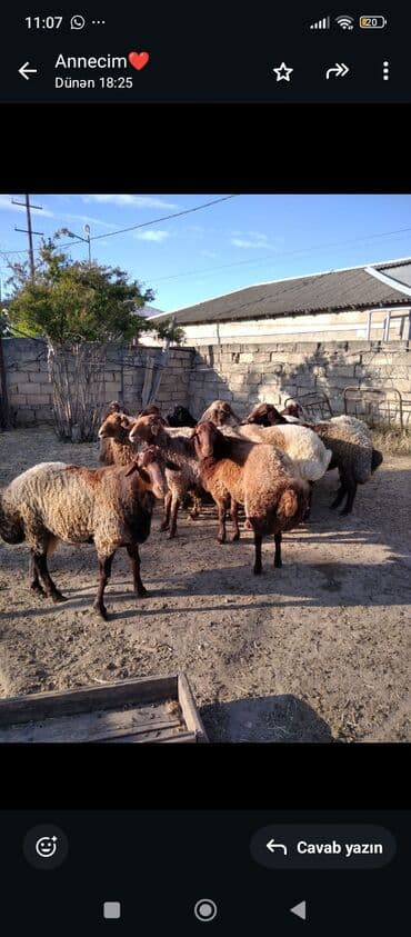 etibarli əllərə verilir: Qurbanlıq üçün qoçlar — 1