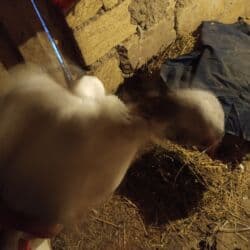 xoruzun nece rengi var: Ağ rəngli ev quşu – göyərçin - Ağ lələklər, baş və boyun hissəsində — 2