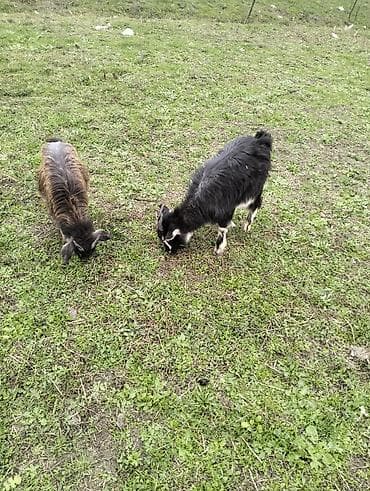 Dovşanlar: Məhsul: Keçilər (2 baş) Təsvir: - Şəkillərdə 2 ədəd gənc keçi — 2