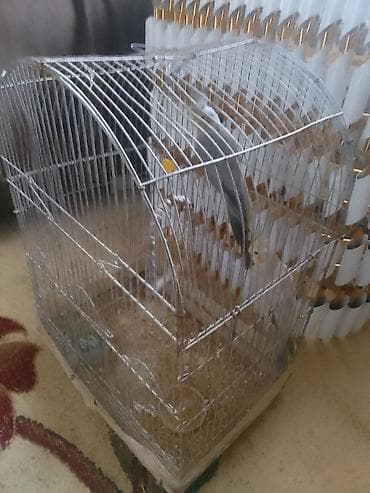 попугай корелла: Ikim dənə papuqay (dişi) (erkək) cütü qəfəsidə üzərində - Növ: Nimfa — 2