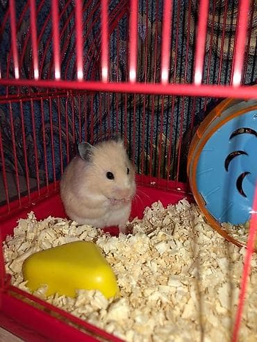 heyvanlar atlar: Ev heyvanı – xomyak - Növ: Suriyalı xomyak (qızılı hamstr) - Rəng — 4