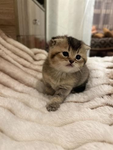 pisiklər: Britan, Erkək, Ödənişli çatdırılma — 8