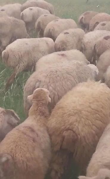 cins qaz: Dişi, il: 1, Damazlıq, Pulsuz çatdırılma — 8