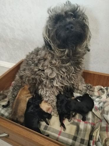 ana ari satisi: 1 ay, Peyvəndli, Ödənişli çatdırılma — 4