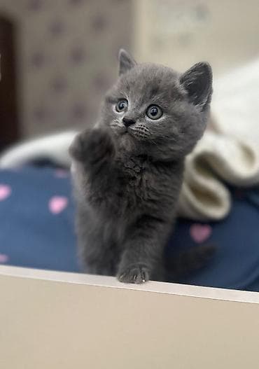 pişik ağ: Ağ balaca pişik balası – mavi gözlü, tükləri yumşaq və sıx. Üzündə və — 5