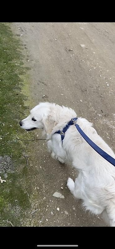 Başqa xidmətlər: Retriver temiz Ev itidir dil kamanda bilir oynamagi sevir remensiz — 1