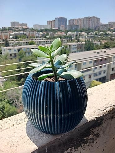 banzay agaci: Dekorativ sukkulent bitkisi (Crassula ovata – pul ağacı) və dərin — 1