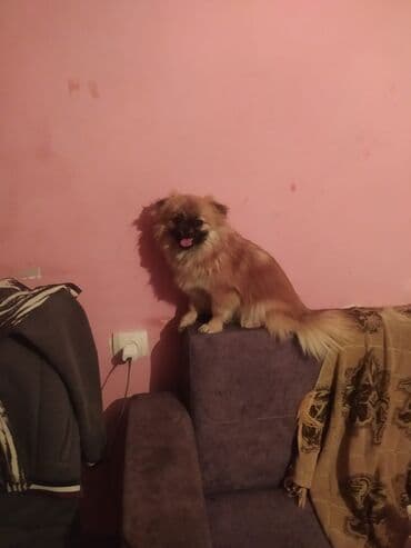 pekines itləri: Pekines, 7 ay, Dişi, Peyvəndli, Ünvandan götürmə — 1