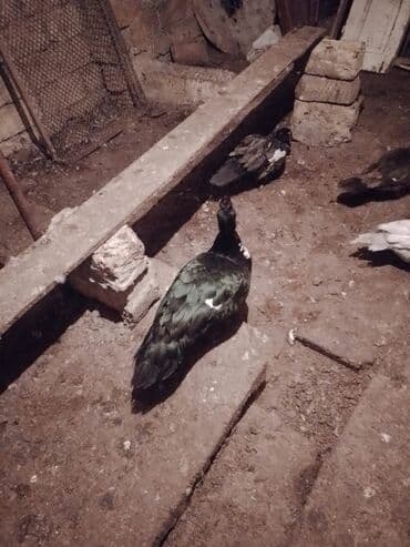 pişik su qabı: Lal prdəy yumurtaları macar sortu hal hazırda 10dənə var təzə düşüb — 4