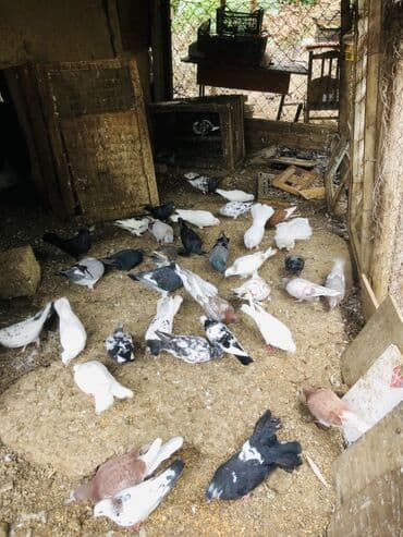 geref quşu: Müxtəlif rənglərə və naxışlara malik ev göyərçinləri mövcuddur. Onlar — 6