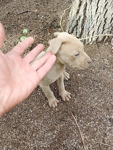 Pitbul, 1 ay, Dişi, Peyvəndli, Ünvandan götürmə