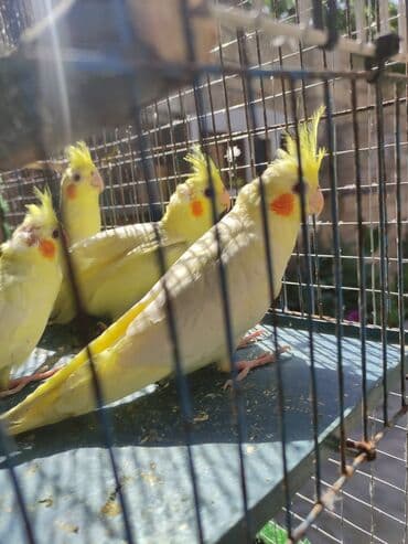 quş şekilleri: Korella tek tek erkey dişi Cüt Valnist qəfəs Valnist 15 Azn balasi — 2