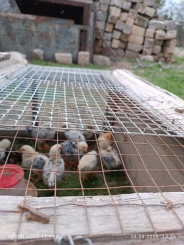 itlerin satisi 2018: Toyuq cücələri, Ətlik, Ünvandan götürmə — 6