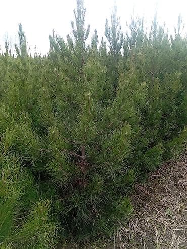 ucuz əşyalar: Şam (pine) tingləri – iynəyarpaq landşaft ağacı - Növ: Şam ağacı — 2