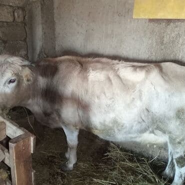 Kənd təsərrüfatı quşları: İnək və balası (ana-buzaq dəsti) - Növ: yerli südlük/ətlik — 1