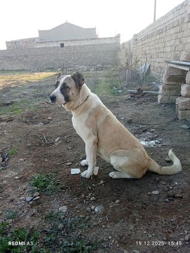 собаки шпиц цена: İt – iri cüssəli, güclü və ayıq-sayıq mühafizə tipli. Xüsusiyyətlər — 3