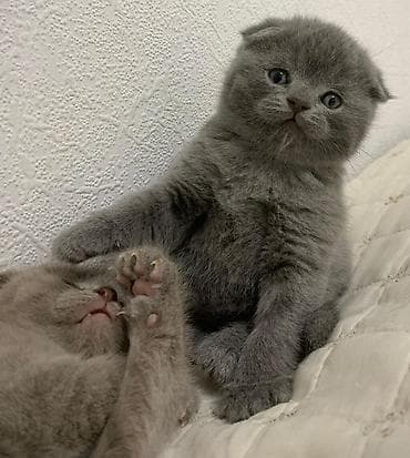 Şotland yastı qulaq