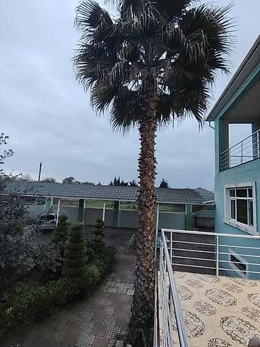 ucuz xalca instagram: Dekorativ palma ağacı – həyət və bağ sahələri üçün - Növ: Fan palmaya — 1