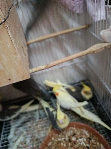 Digər heyvanlar: Nimfa (Cockatiel) papağanları – müxtəlif rənglər - Növ: Nimfa — 5