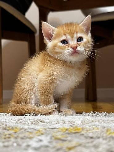 barter heyvanlar: Erkək, Dişi, Yaxşı əllərə, Ünvandan götürmə, Pulsuz çatdırılma, Ödənişli çatdırılma — 1