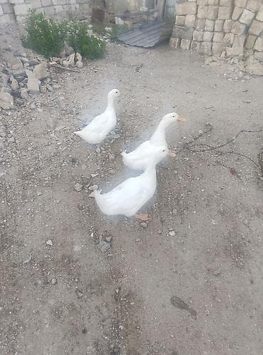 K/t heyvanları və malları: Ağ rəngli ördəklər – 3 ədəd - Cins: Ağ ev ördəyi (Pekin tipli — 3