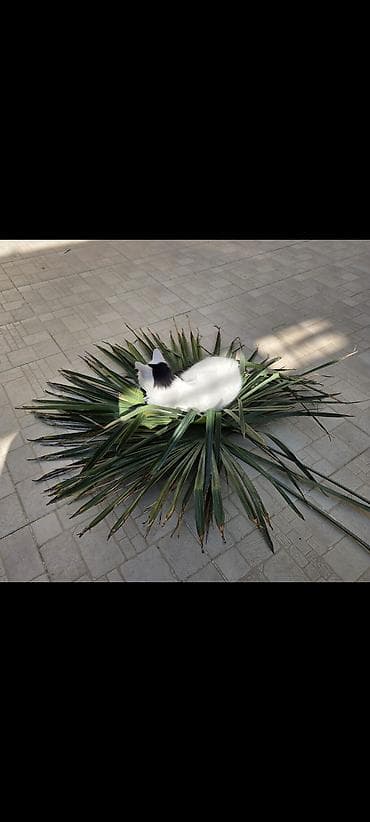 pisik geyimleri: Cutleşdirmek ucun dişi pişik axtarilir, butun lazim olan dermanlar — 1