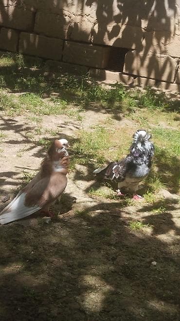 bal arısı satışı: Manqal, Kömür, Yeni, Sökülə bilən, Pulsuz çatdırılma — 2