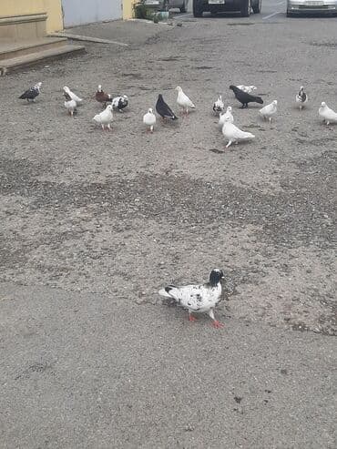 göyercin yuvası: Tecili satiram kim istese wap chat eleqa saxliya biler 0517854649 — 1