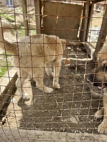 doberman itleri: 4 месяца, С прививками — 5