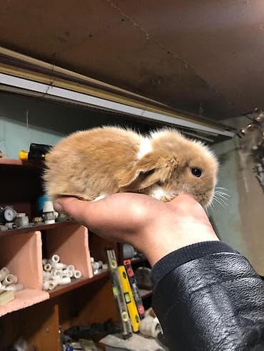 dekarativ heyvanlar: Karlik sallag qulaq balalari Rəng: qızılı-krem və ağ ləkəli Tam — 8