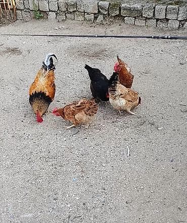 cins it: Toyuq, Damazlıq — 1