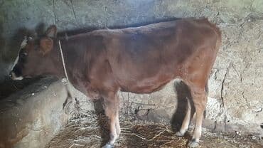 Məhsul: Qırmızı rəngli dişi buzov Təsvir: - Yaş: təxminən 6–9 ay lalafo.az -da Məhsul: Qırmızı rəngli dişi buzov Təsvir: - Yaş: təxminən 6–9 ay