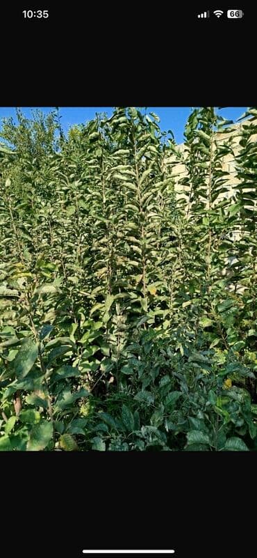 dəmir tikanı bitkisi: Gilas tingləri 1000 ədəd 2 illikdiler Napaleon Ramanı çalqırım — 1