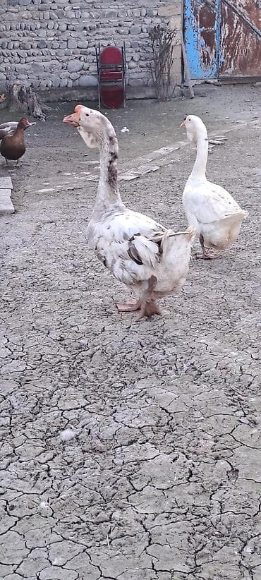 bulbul satışı: Erkək, | Xolmogor, Yumurtalıq, Ödənişli çatdırılma — 3