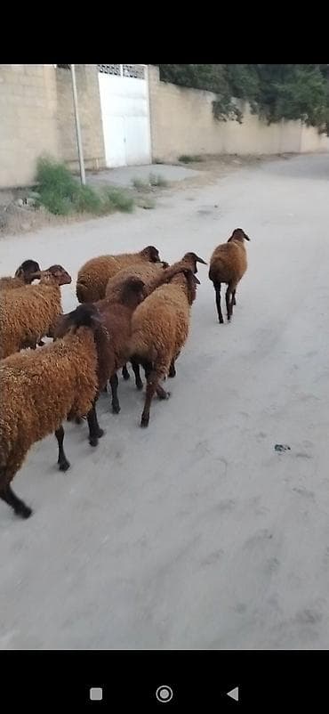 at satılık: Quzu, Erkək, Qala, ay: 1, 25 kq, Damazlıq, Ünvandan götürmə — 5