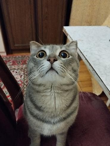 boyumeyen pisik: Şotland yastı qulaq — 2