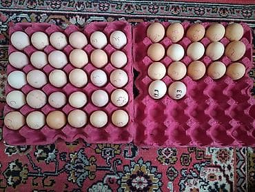 Şirniyyat məhsulları: Qara rəngdə cins avstrolop toyuqlardan yumurta satısı - Cins — 1