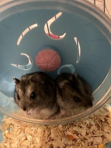 большая клетка для кролика: Cütlük xırda gəmirici – hamsterlər (qara-boz rəng çalarları). - — 2