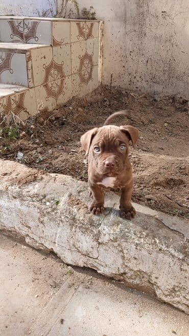 i̇t pudel: 2 ay, Erkek — 4