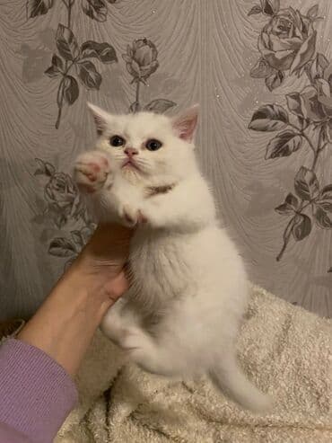 продам котенка британца: Dişi, Ödənişli çatdırılma — 3