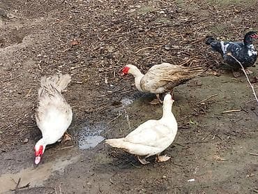 heyvanlarin satisi: Lal ördəklər satilir 15 20 ədəd var yumurtluyurlar erkəklər 30 35 — 2