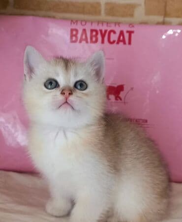 Зоотовары: Британская, Самец, Самка, В добрые руки, Самовывоз — 1