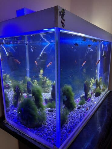 qızıl balıqlar: Dördbucaq akvarium, Balıqlarla birlikdə, 100 l, Ünvandan götürmə — 3